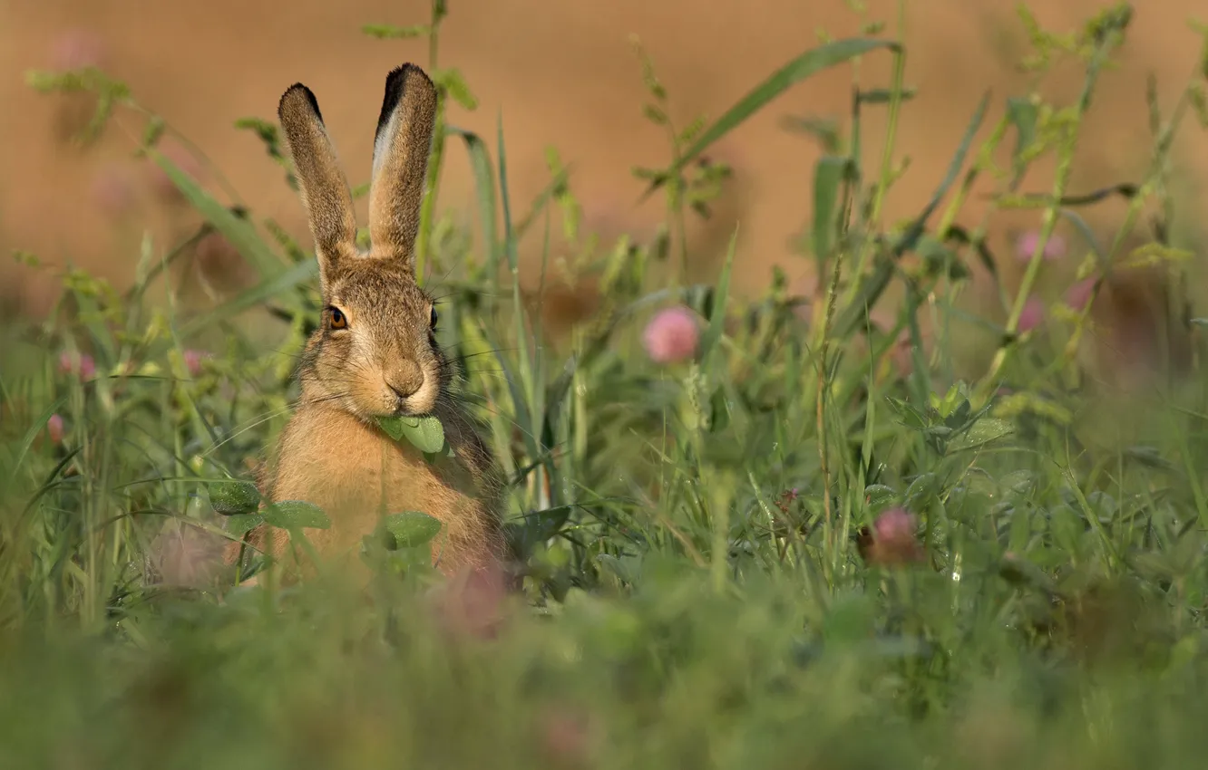 Photo wallpaper background, hare, meadow, grass