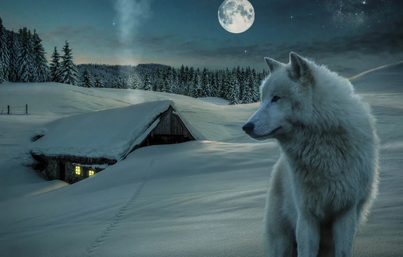 Photo wallpaper nature, snow, predator, face, animal, wolf, wildlife, portrait