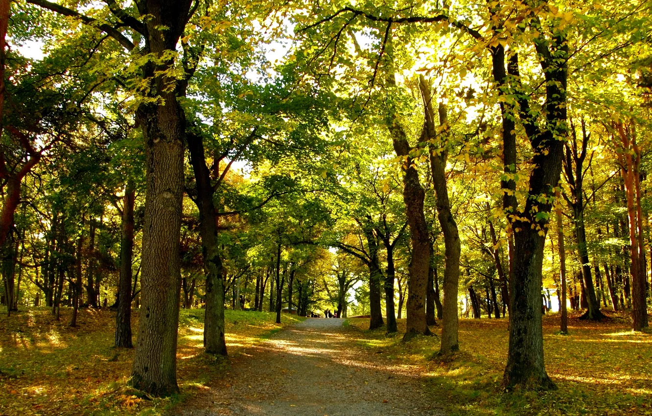 Photo wallpaper autumn, leaves, trees, Park, Norway, track, trees, park