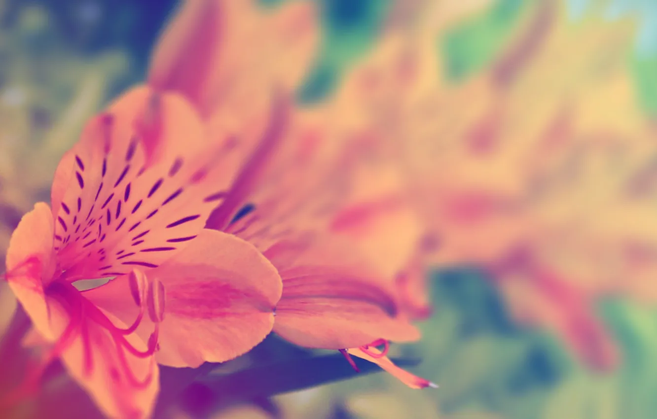 Photo wallpaper background, picture, Wallpaper