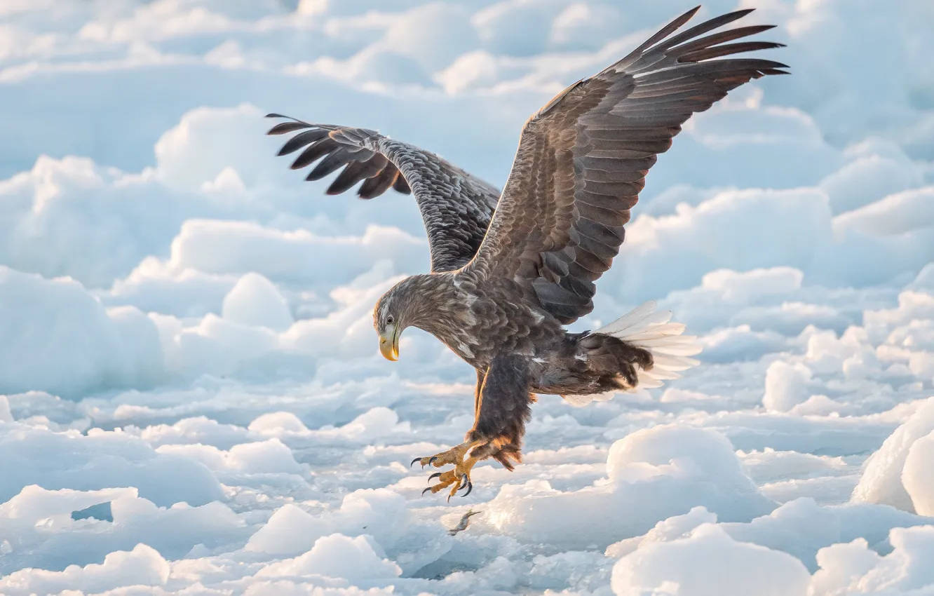 Photo wallpaper winter, bird, wings, ice, hawk, White-tailed eagle