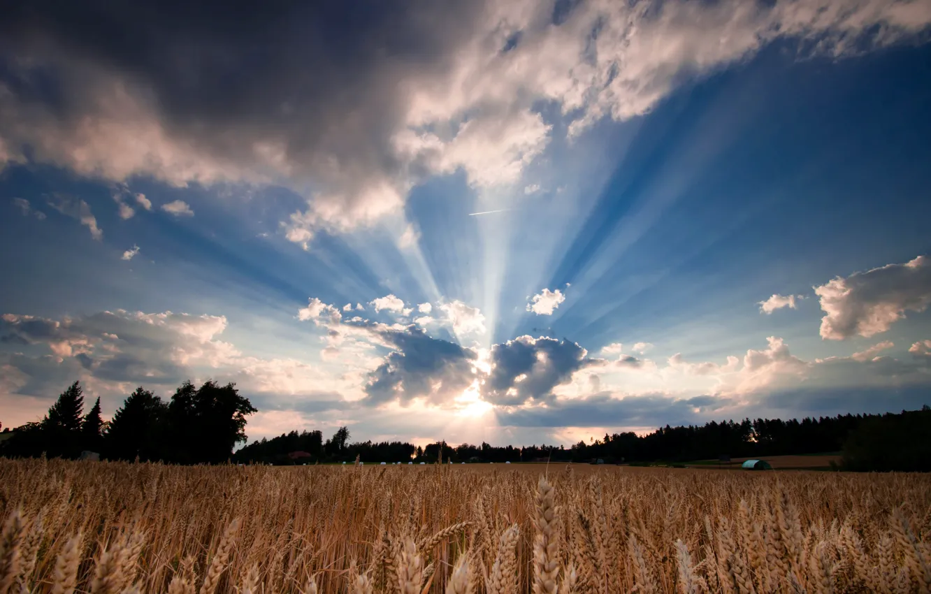 Photo wallpaper wheat, field, the sky, leaves, the sun, clouds, trees, nature