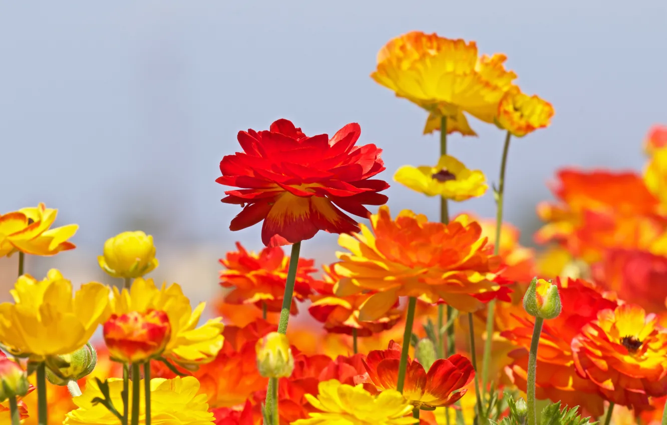 Photo wallpaper buds, buttercups, Ranunculus