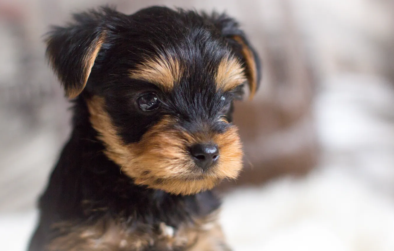 Photo wallpaper portrait, dog, puppy, York, dog, Yorkshire Terrier