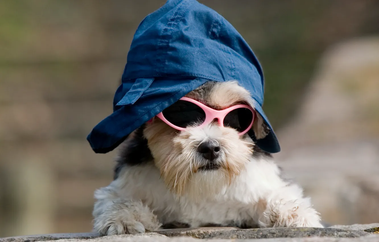 Photo wallpaper dog, image, cap, dog, doggie, cool, sunglasses, outfit