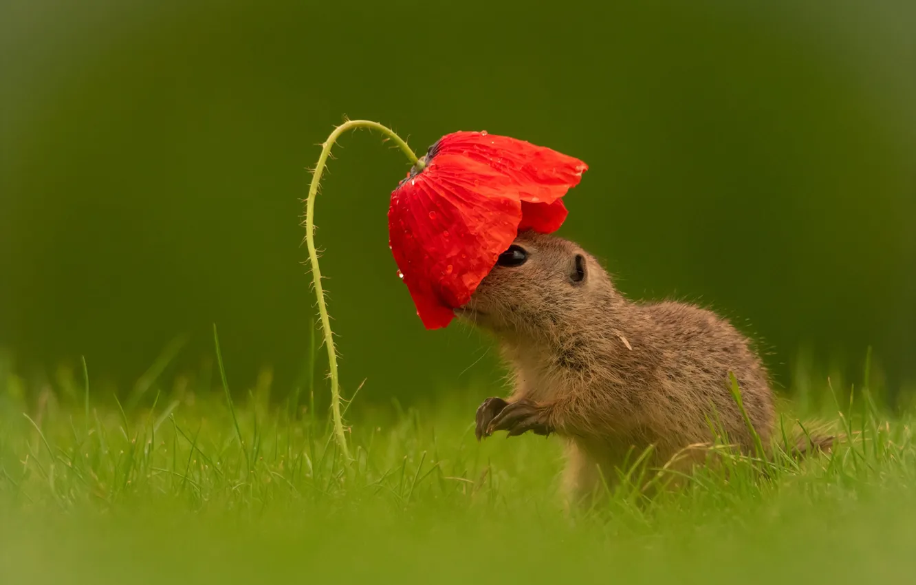 Photo wallpaper grass, look, drops, flowers, red, Mac, cub, gopher