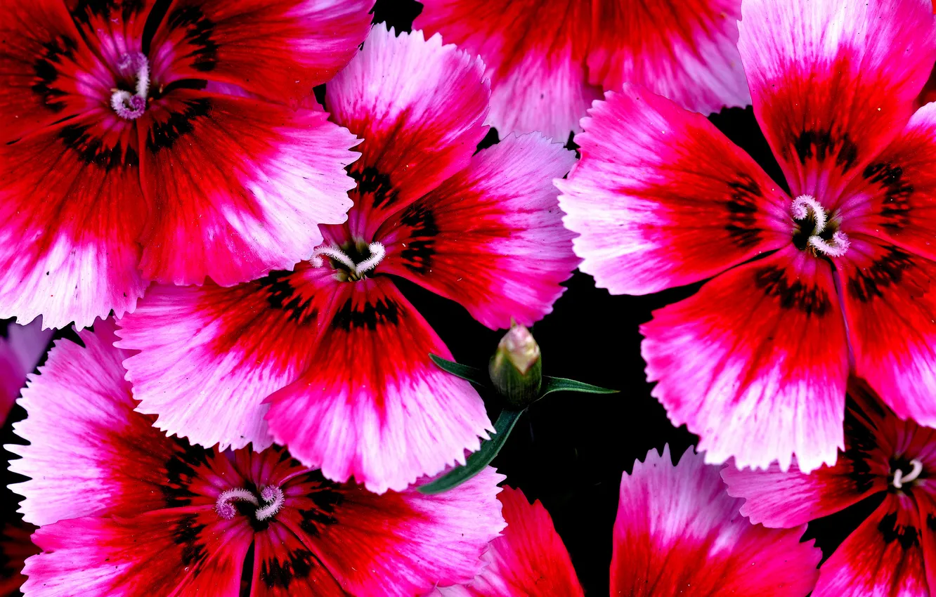 Photo wallpaper flowers, nature, plant, petals