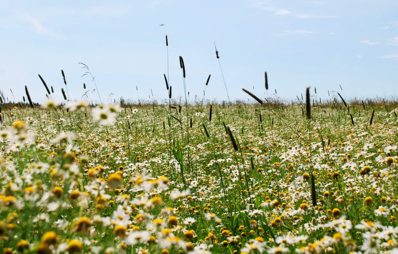 Photo wallpaper field, summer, grass, flowers, Ramashki