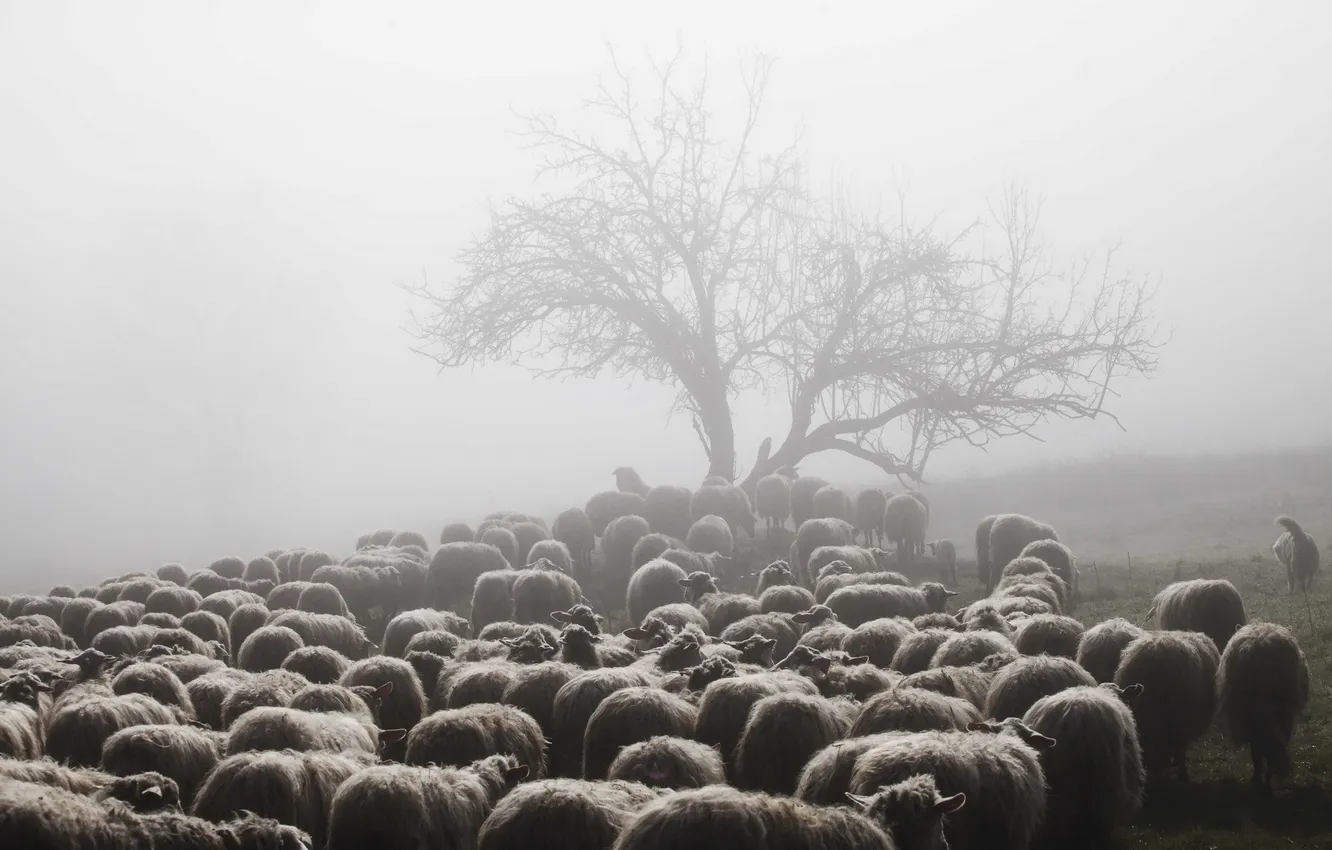 Photo wallpaper fog, sheep, morning