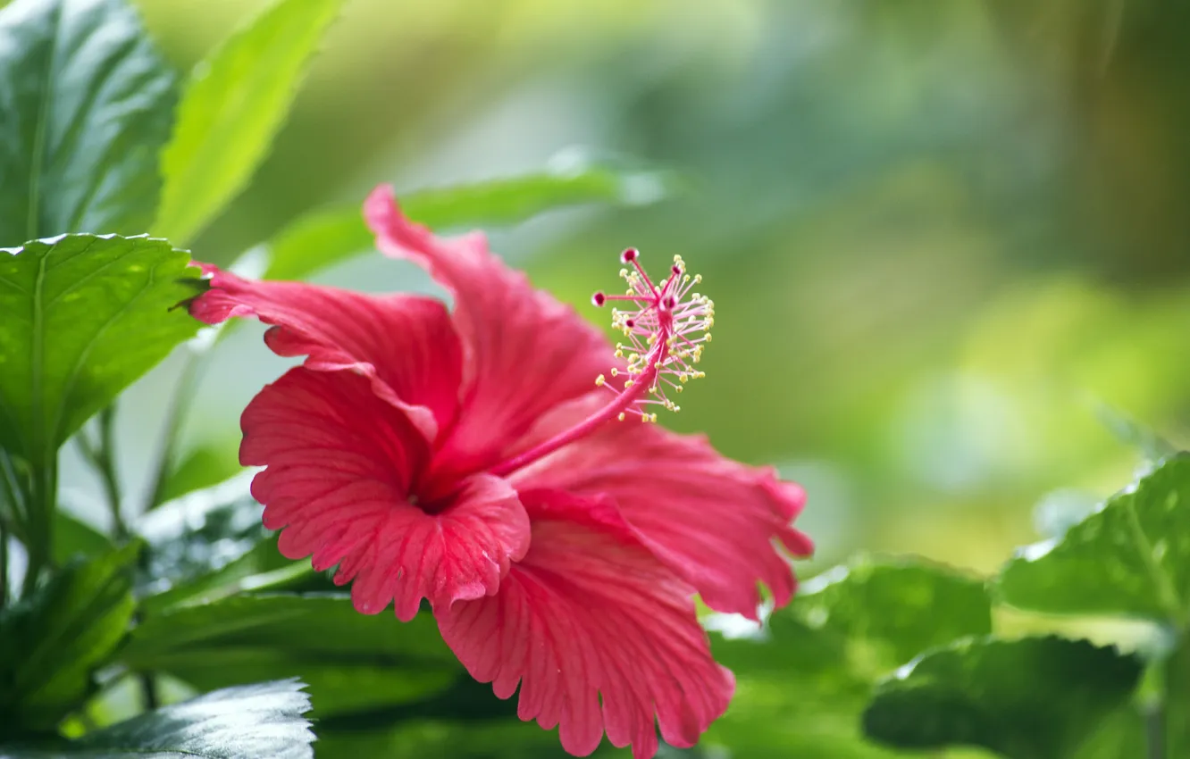 Photo wallpaper leaves, flowers, branches, red, flowering, hibiscus