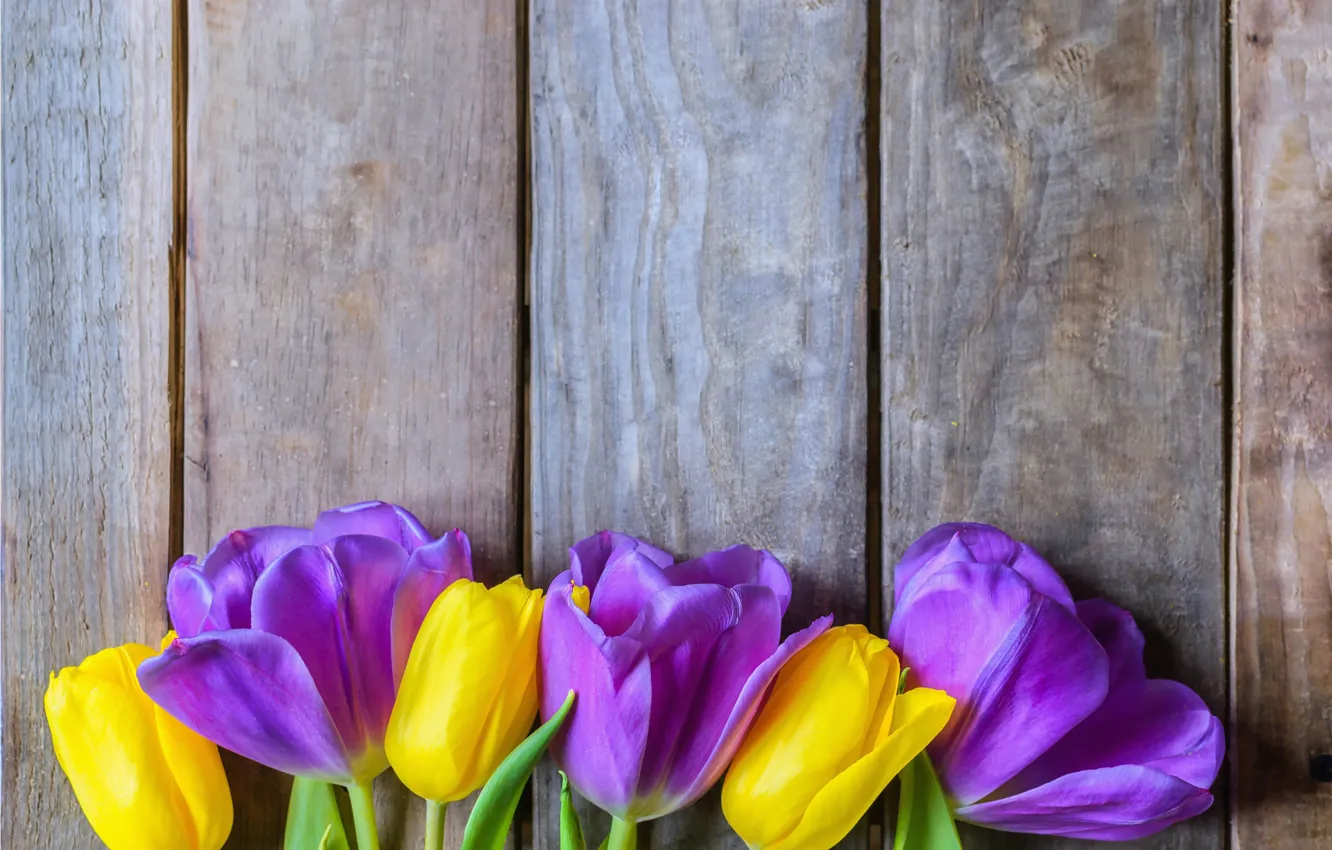 Photo wallpaper flowers, yellow, purple, tulips, fresh, yellow, wood, flowers