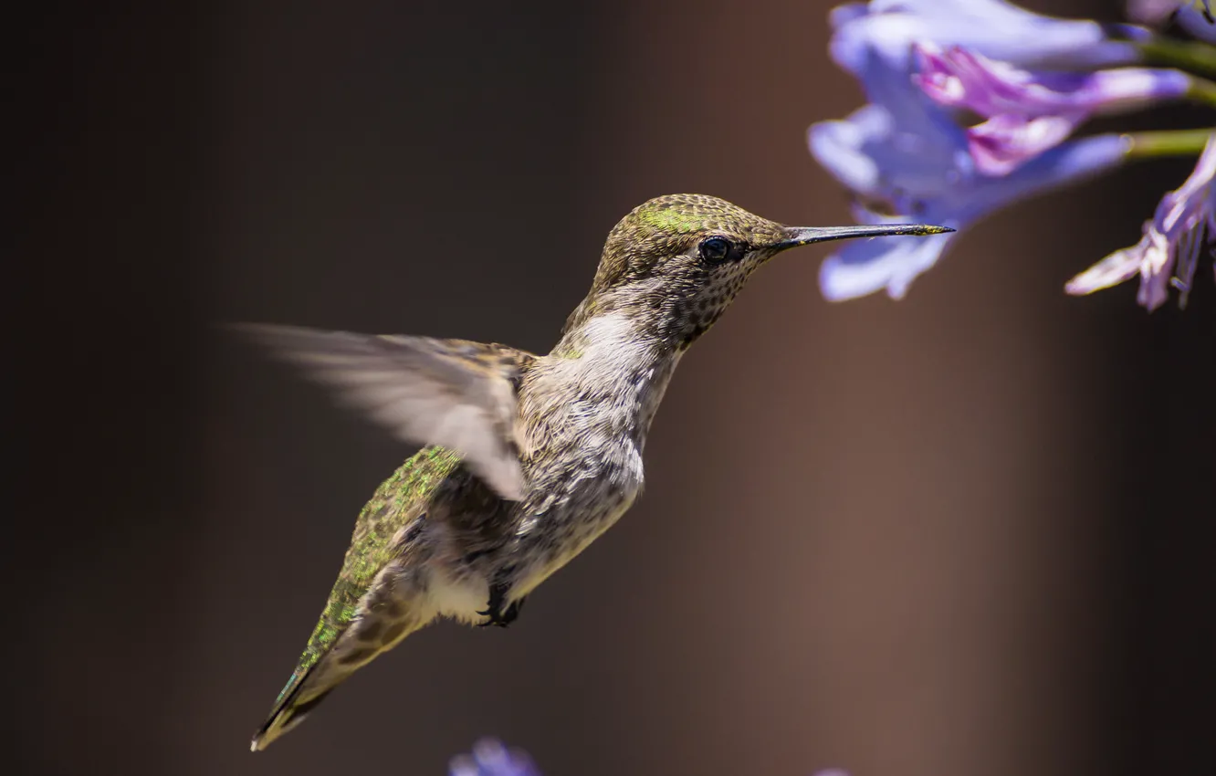 Photo wallpaper flowers, background, bird, Hummingbird, bird