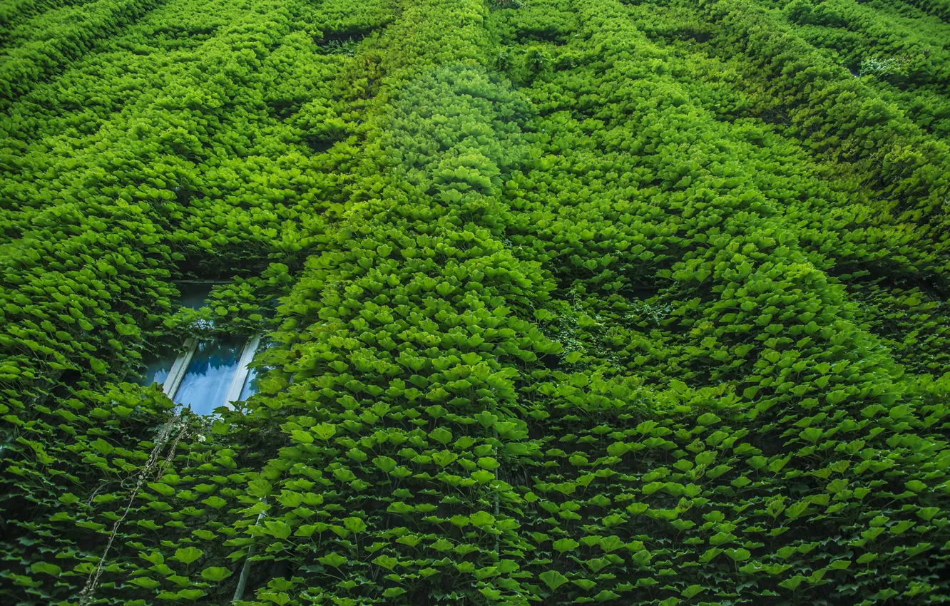 Photo wallpaper plant, building, home, window, ivy