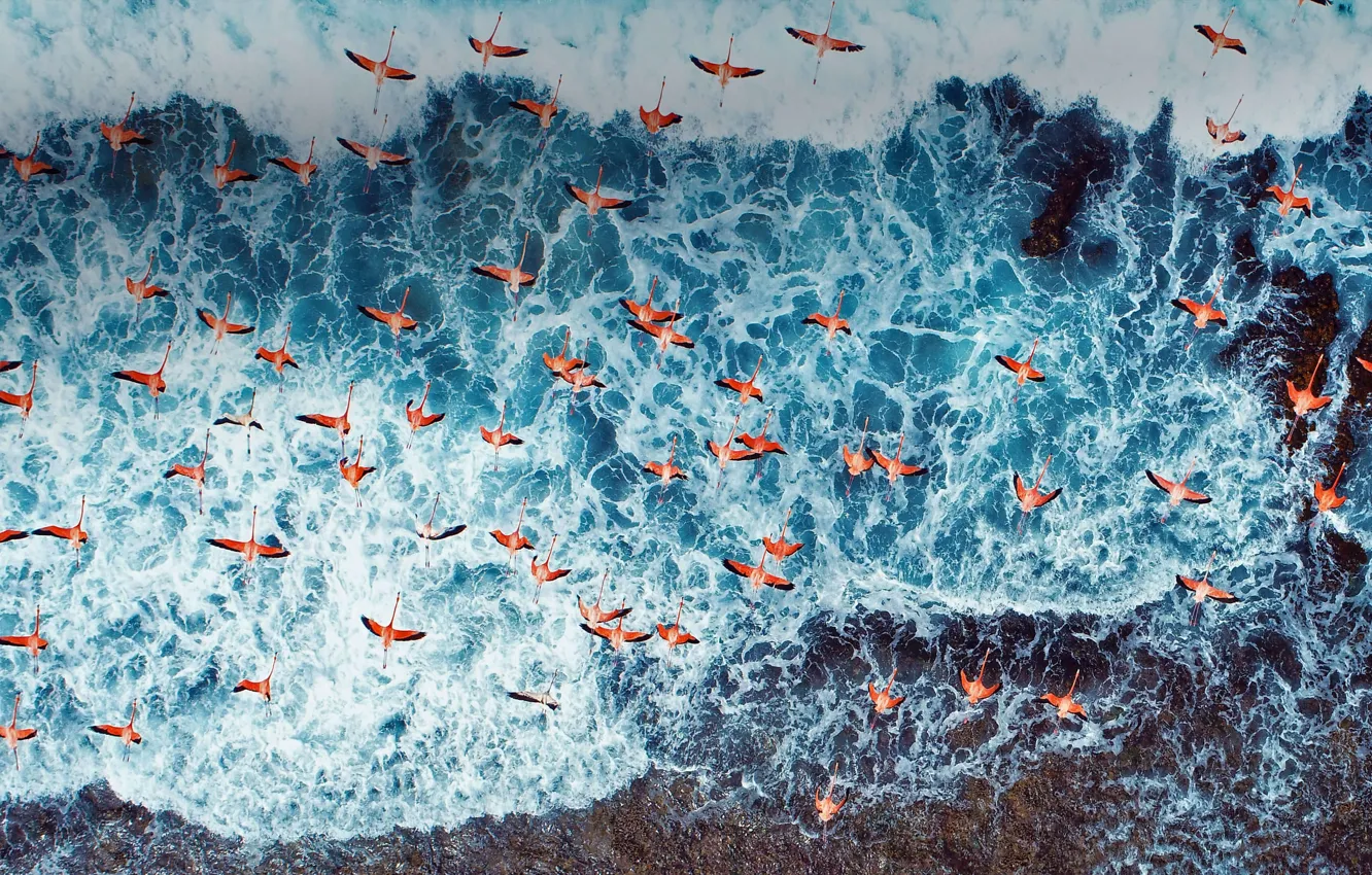 Photo wallpaper bird, pack, Flamingo, Venezuela, Los Roques