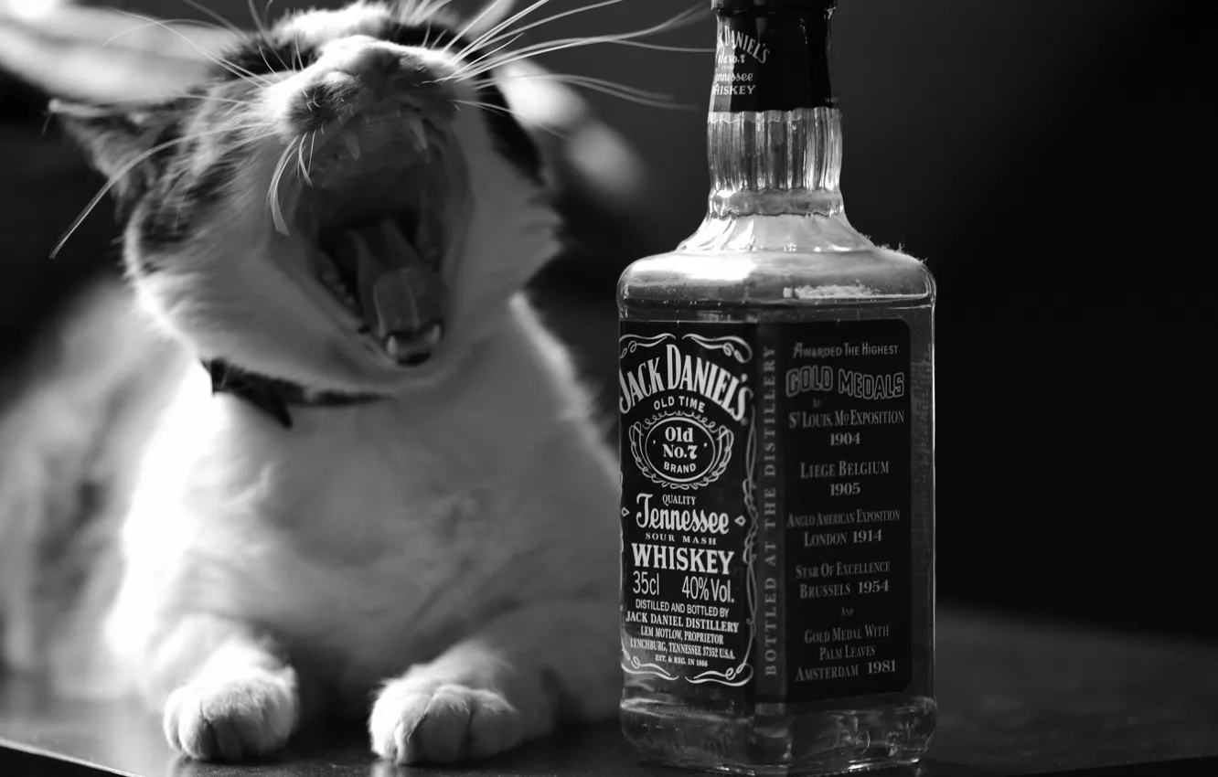 Photo wallpaper cat, cat, bottle, black and white, whiskey, the reeds rustled!, Jack Daniel's