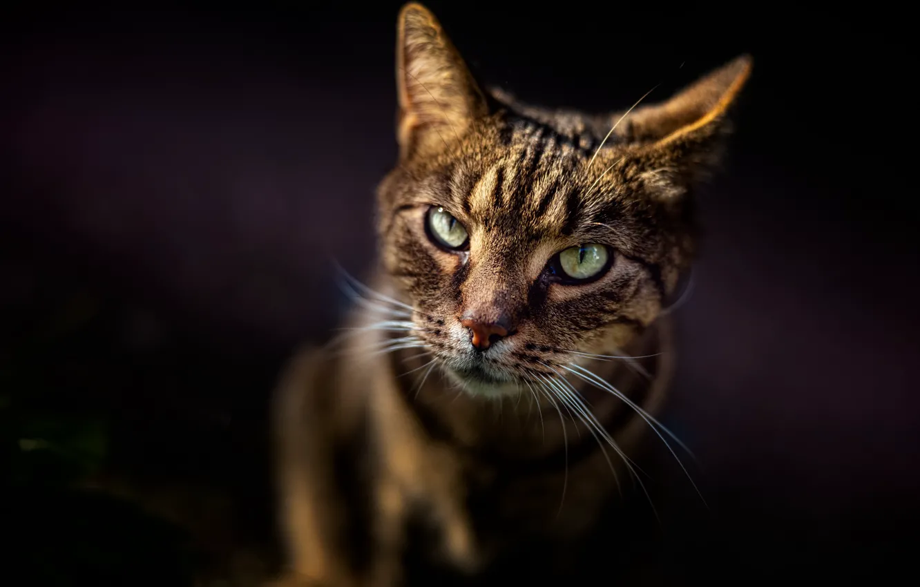 Photo wallpaper cat, look, portrait, muzzle, the dark background