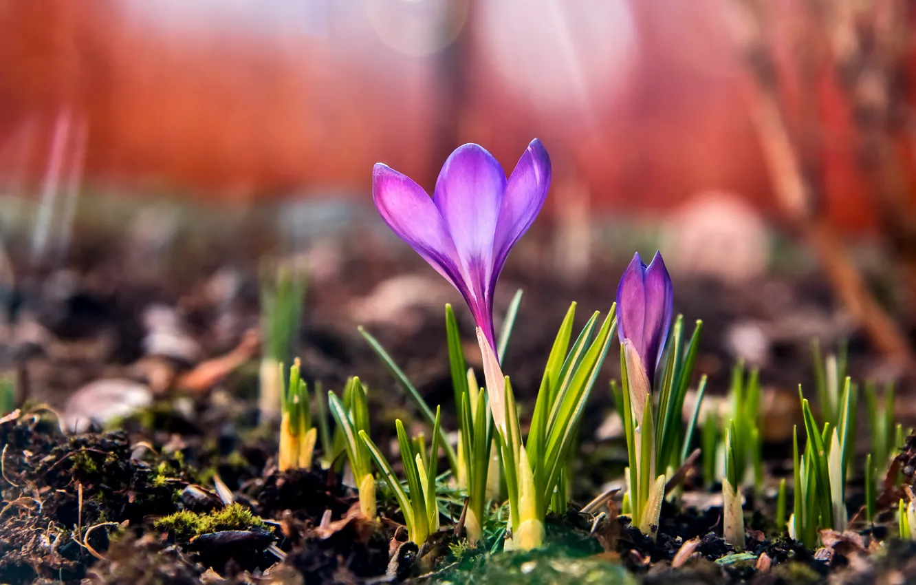 Photo wallpaper flowers, spring, crocuses