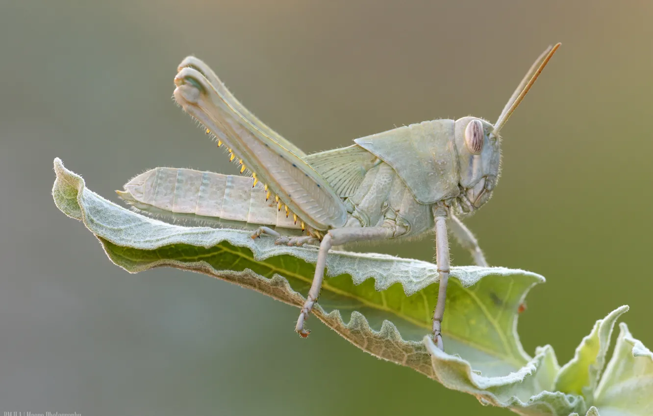 Photo wallpaper nature, background, leaf, insect, grasshopper