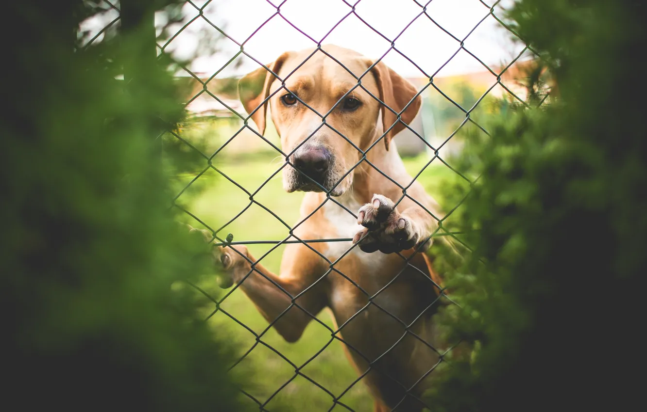 Photo wallpaper mesh, the fence, dog, Labrador, looks