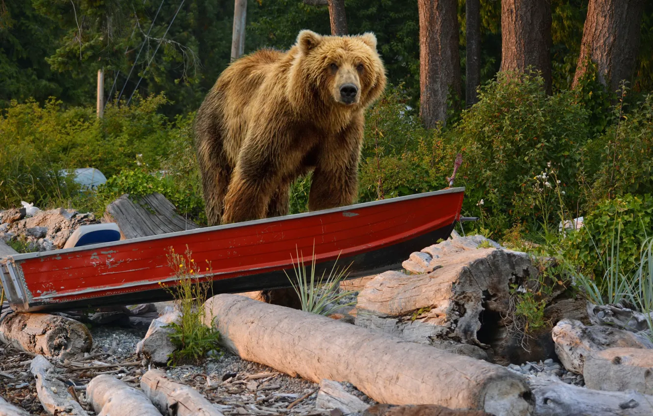 Photo wallpaper forest, trees, nature, boat, bear, the bushes, brown, driftwood