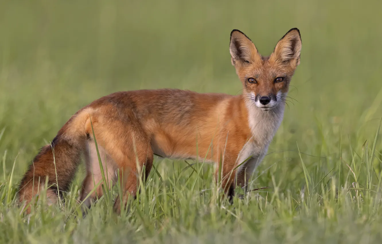 Photo wallpaper grass, look, glade, Fox