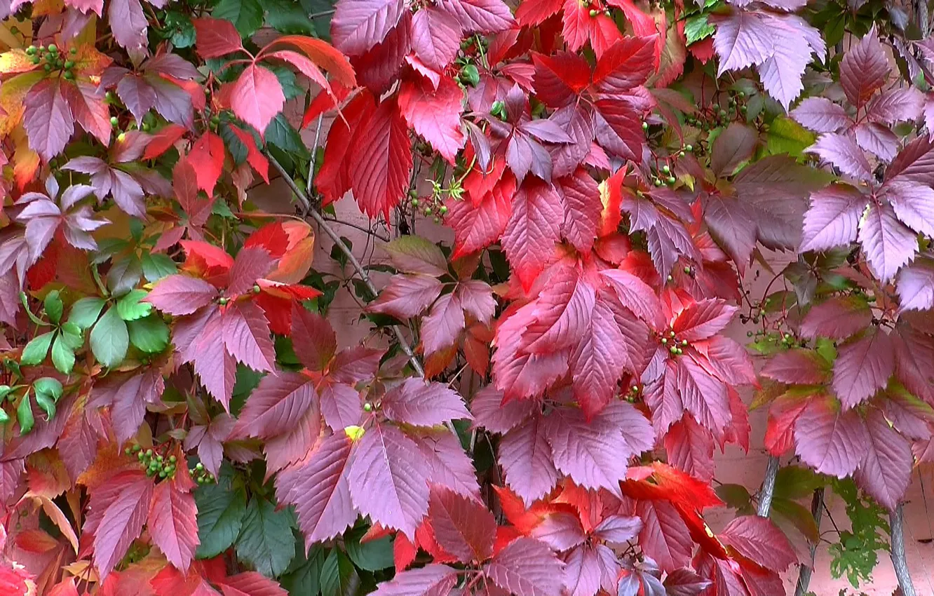 Photo wallpaper autumn, beauty, Leaves