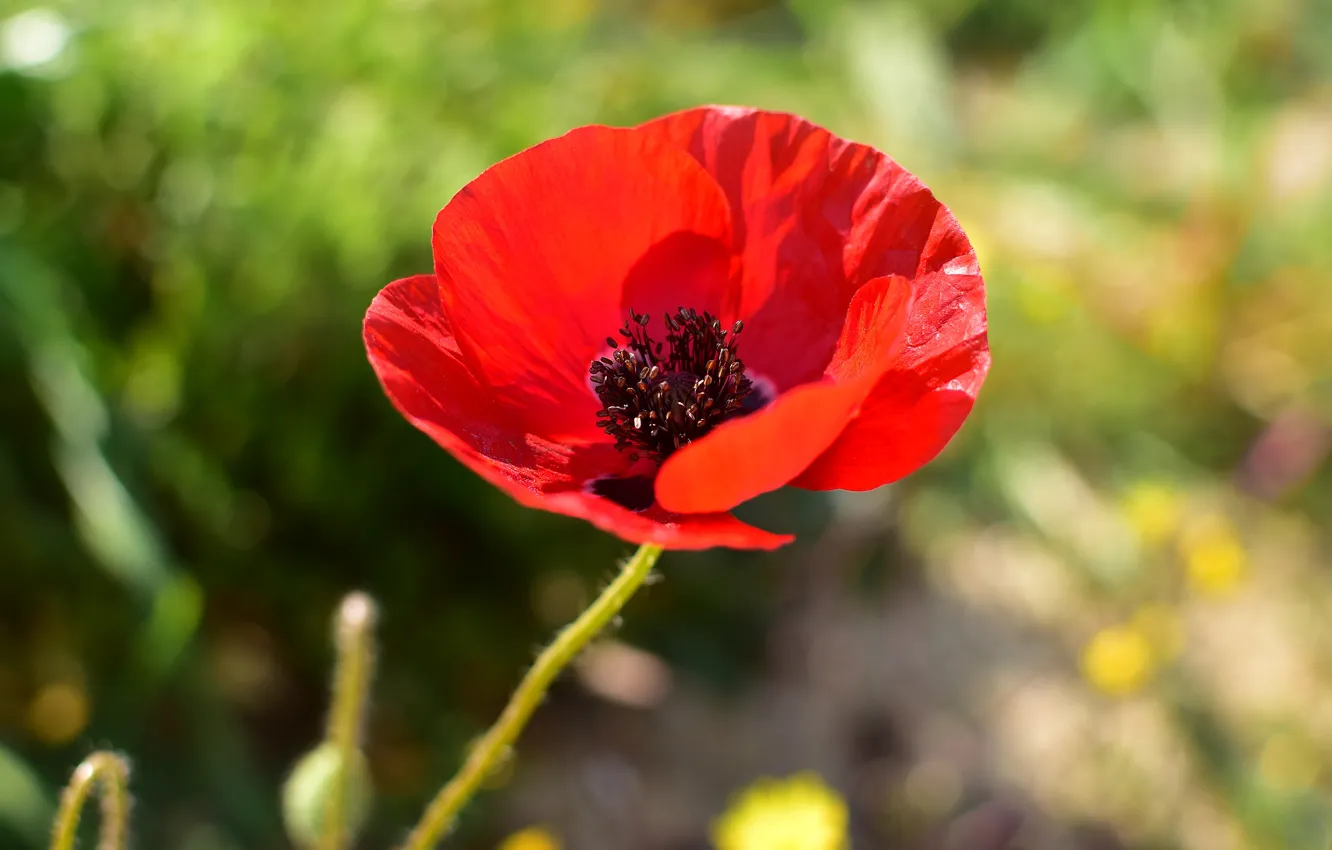 Photo wallpaper summer, flowers, red, Mac, Maki, bokeh