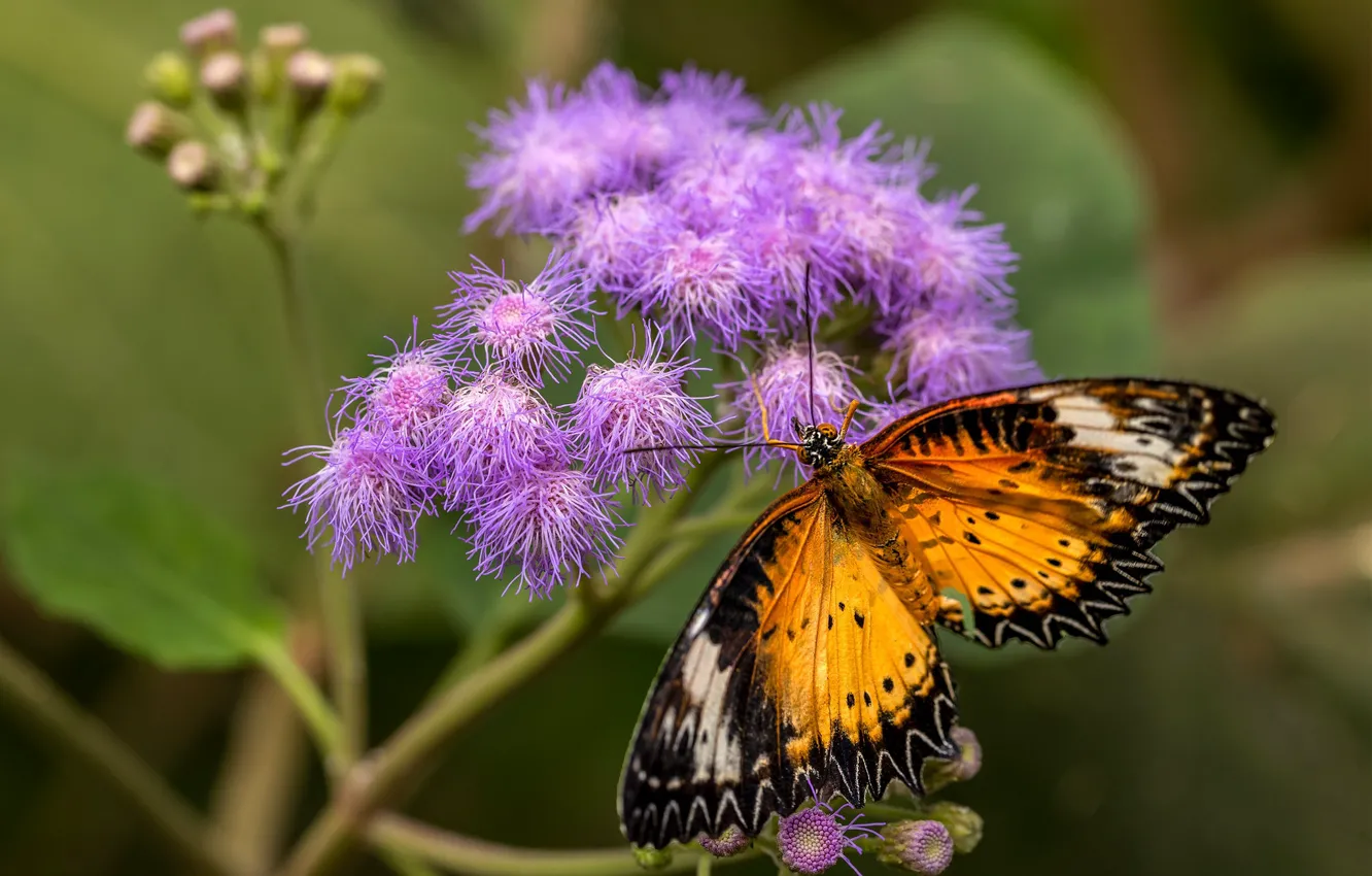 Photo wallpaper macro, flowers, orange, nature, butterfly, plant, insect, lilac