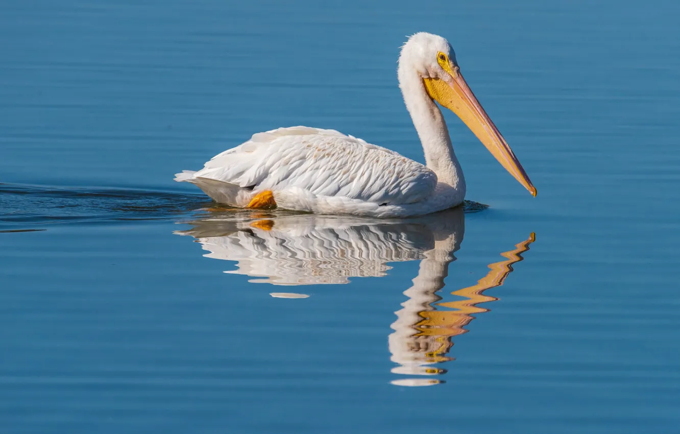 Photo wallpaper water, photo, bird, Pelican