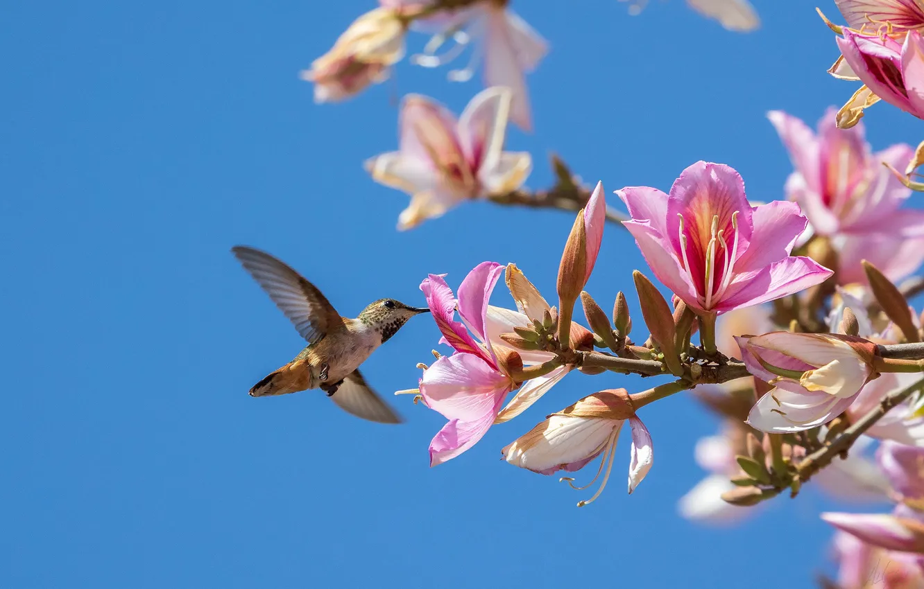 Photo wallpaper the sky, flowers, branches, nature, spring, Hummingbird, bird