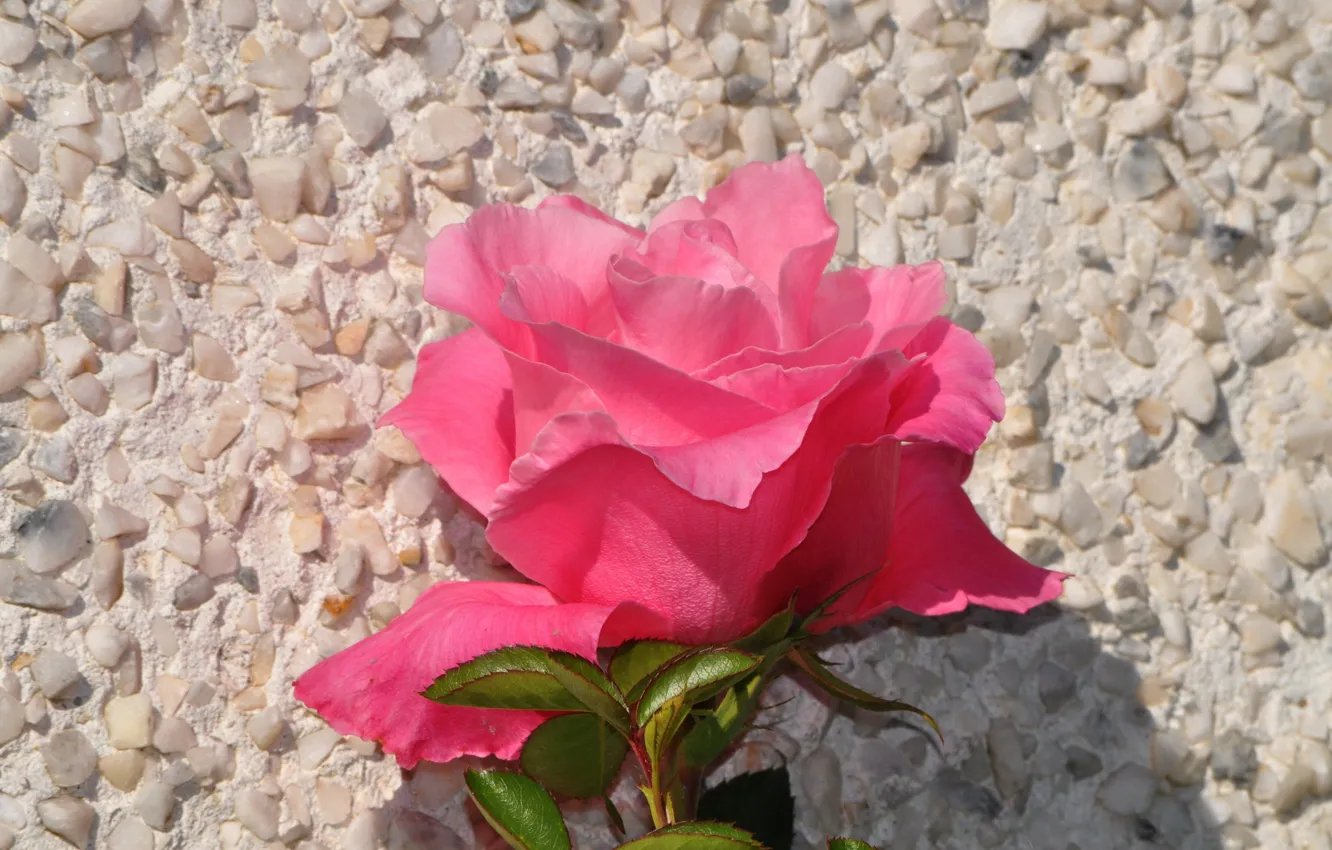 Photo wallpaper flower, background, rose, petals, pebbles, pink rose