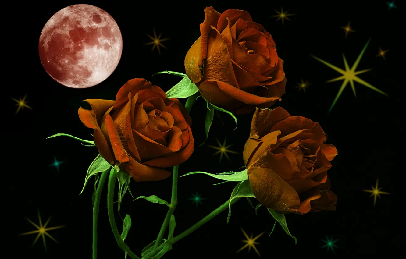 Photo wallpaper stars, night, the moon, roses, a remake