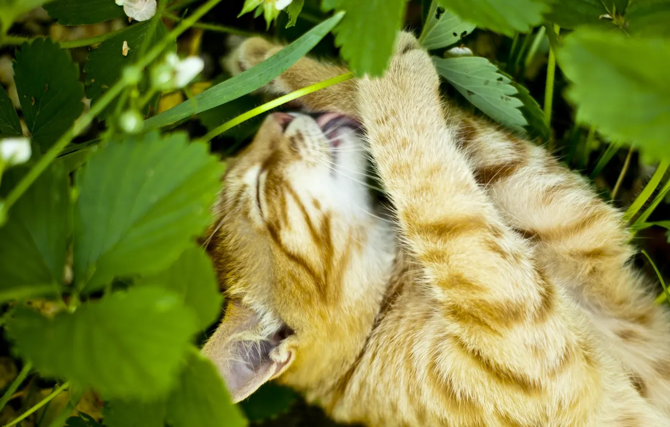 Photo wallpaper in the grass, licks, red cat, he closed his eyes