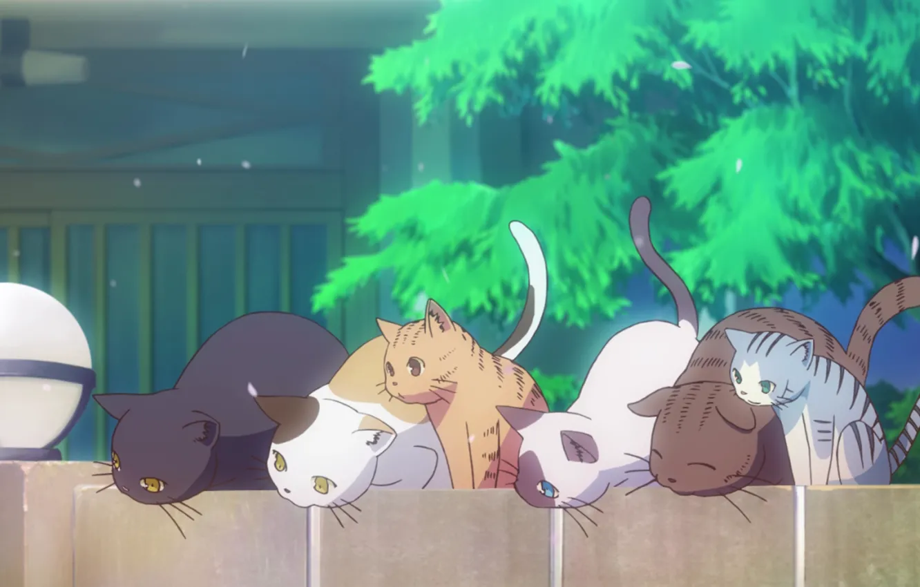 Photo wallpaper cats, tree, street, the fence, curiosity, sitting, Sakurasou no Pet na Kanojo