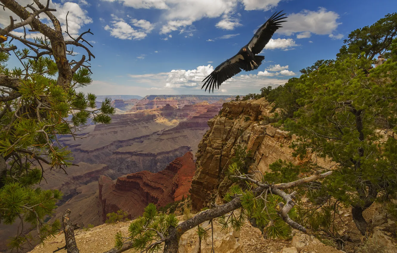 Photo wallpaper trees, landscape, nature, bird, USA, The Grand Canyon, national Park, Grand Canyon