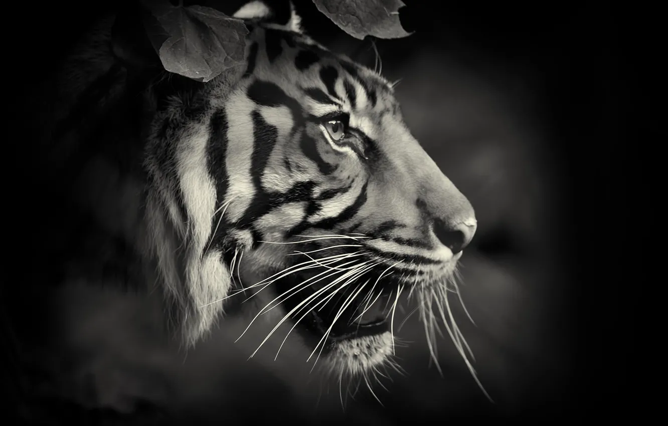 Photo wallpaper cat, tiger, beast