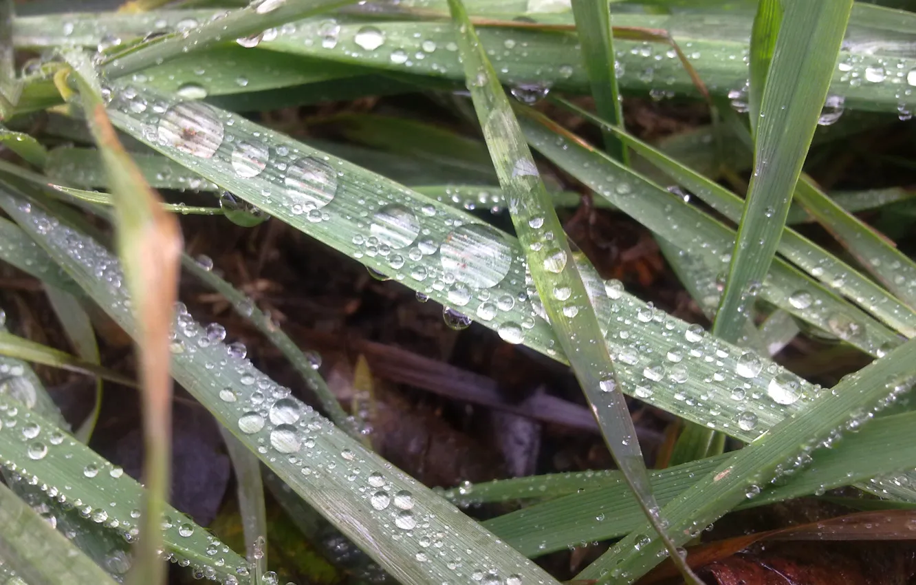 Photo wallpaper grass, drops, December, thaw