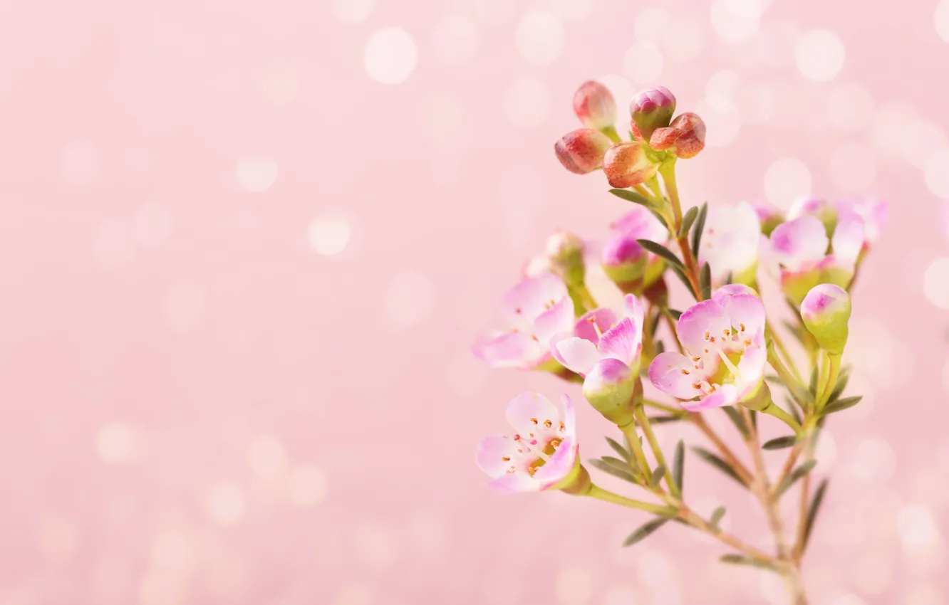 Photo wallpaper macro, flowers, pink