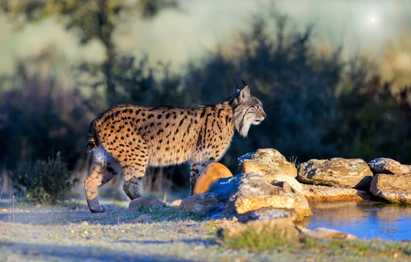 Photo wallpaper look, face, nature, pose, lynx