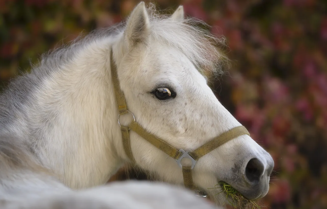 Photo wallpaper nature, background, horse