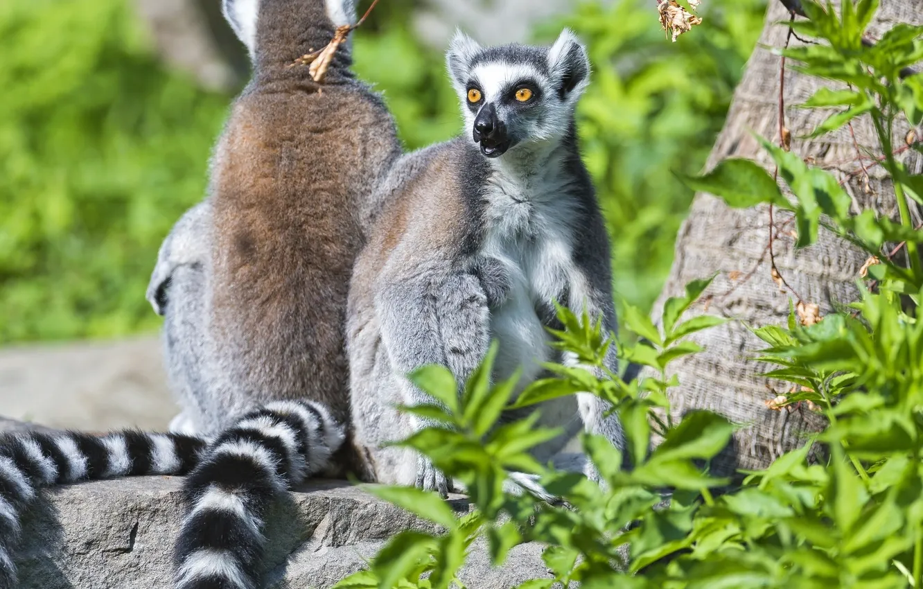 Photo wallpaper tree, lemurs, primates