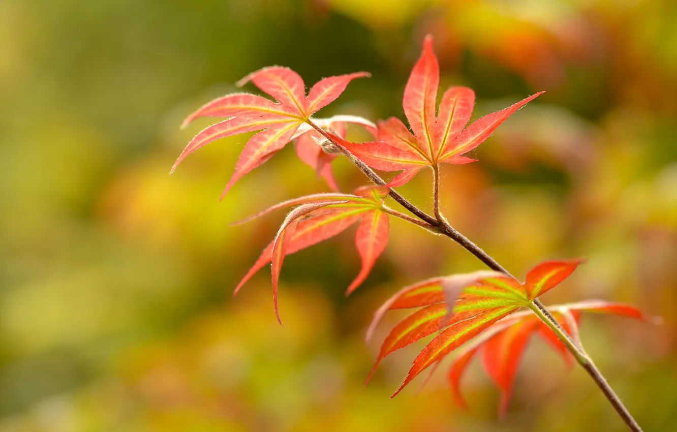 Photo wallpaper autumn, leaves, branches