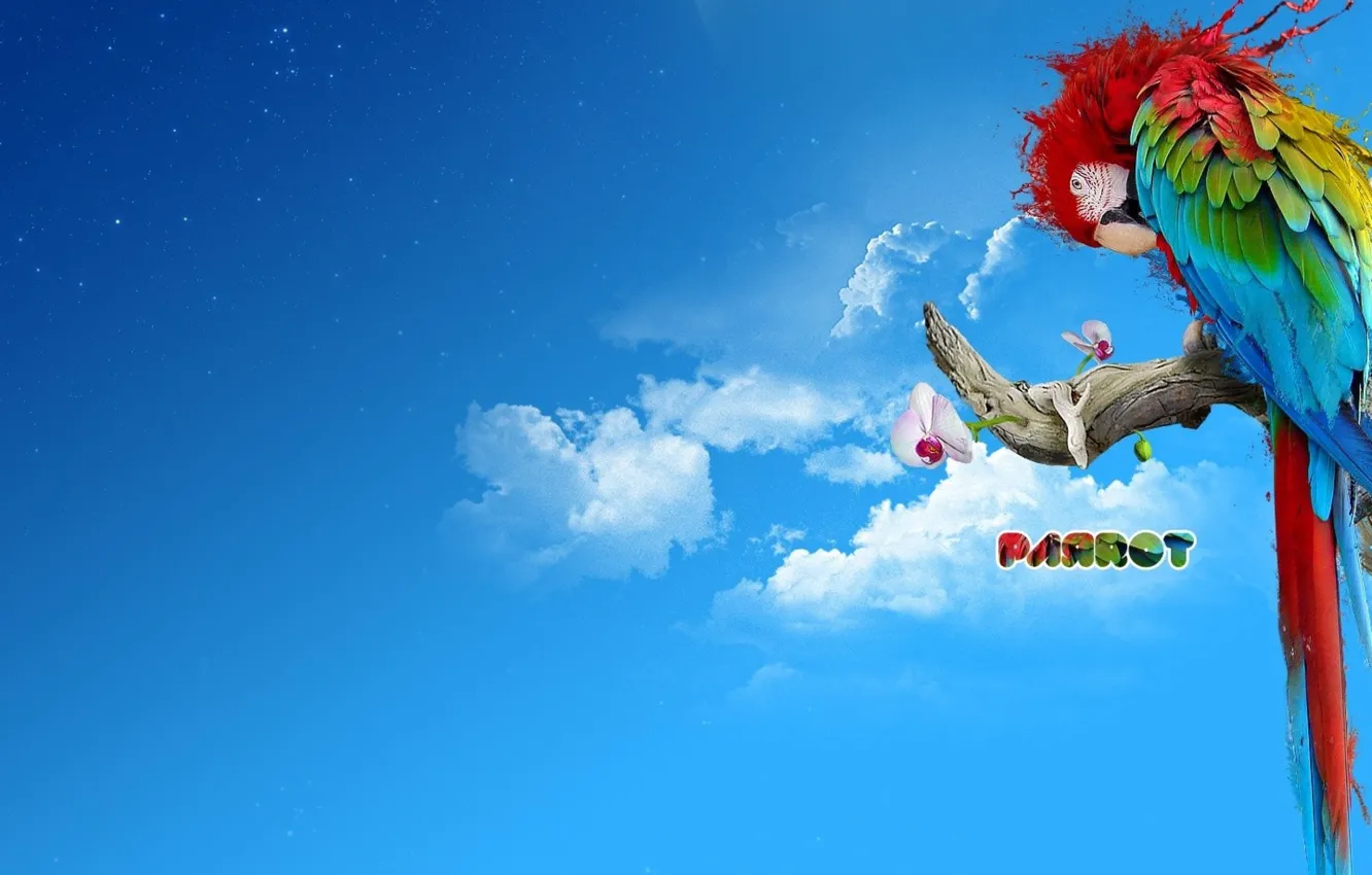 Photo wallpaper background, collage, parrot