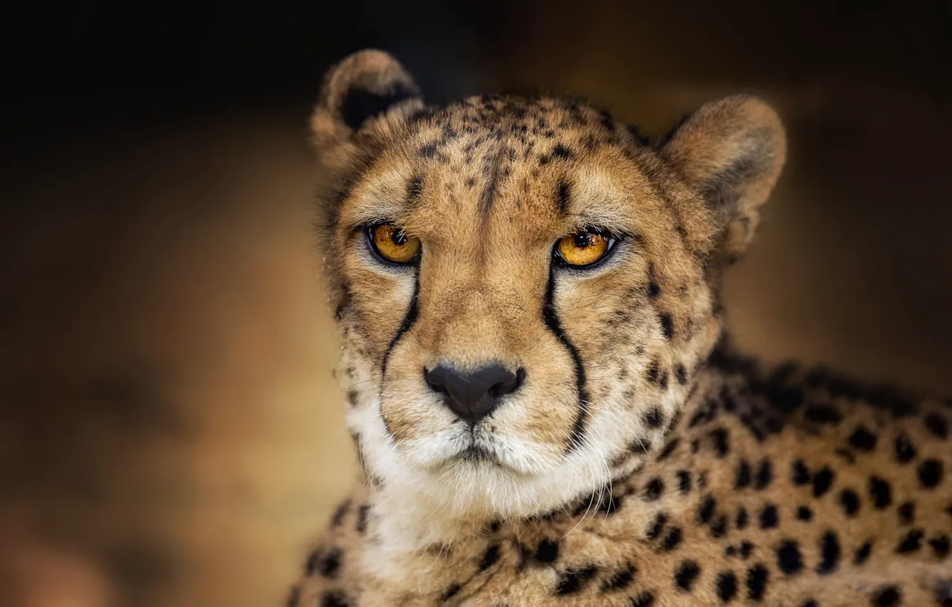 Photo wallpaper eyes, look, face, background, portrait, Cheetah, wild cat