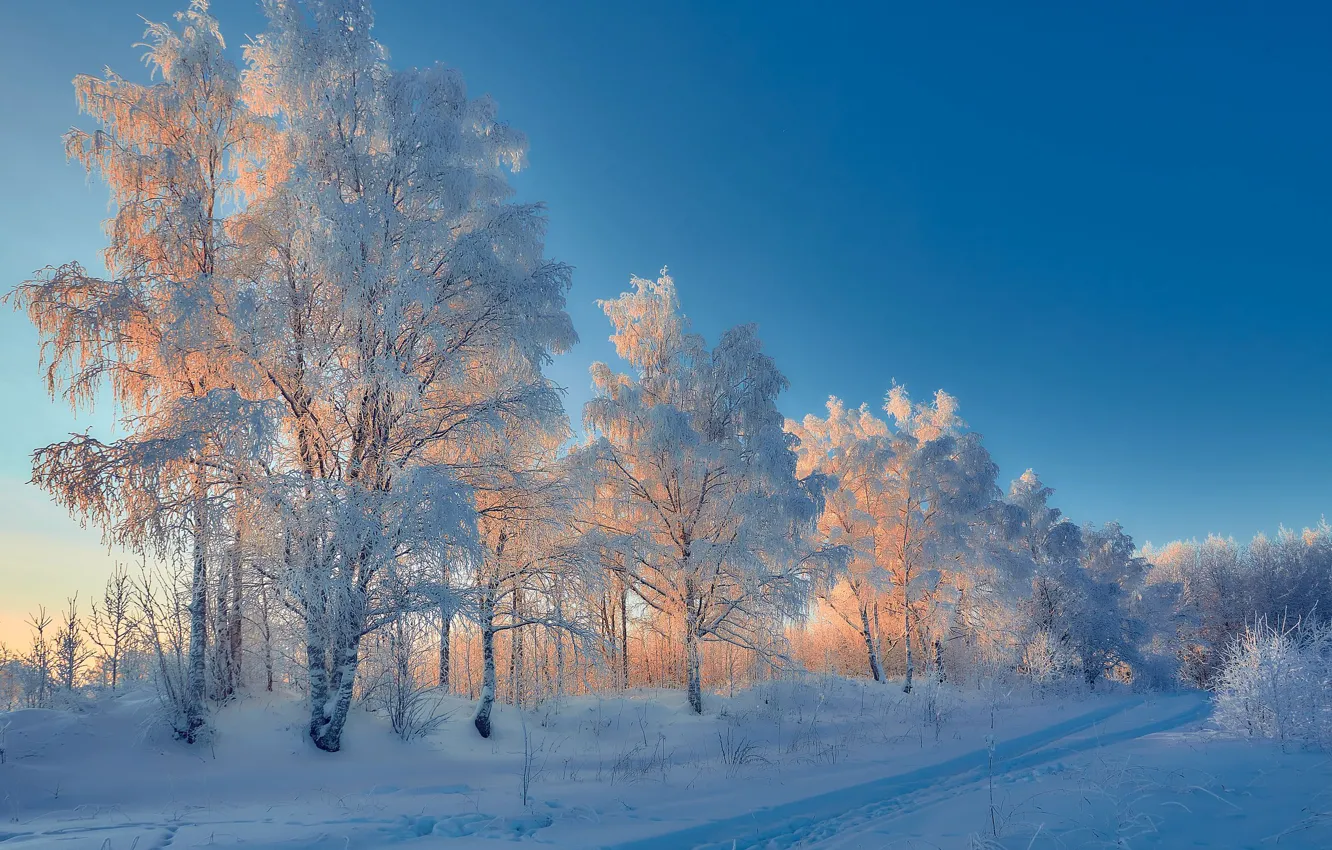 Photo wallpaper winter, snow, trees, traces, Russia, frost, The Republic Of Komi, Ilya Lisauskas