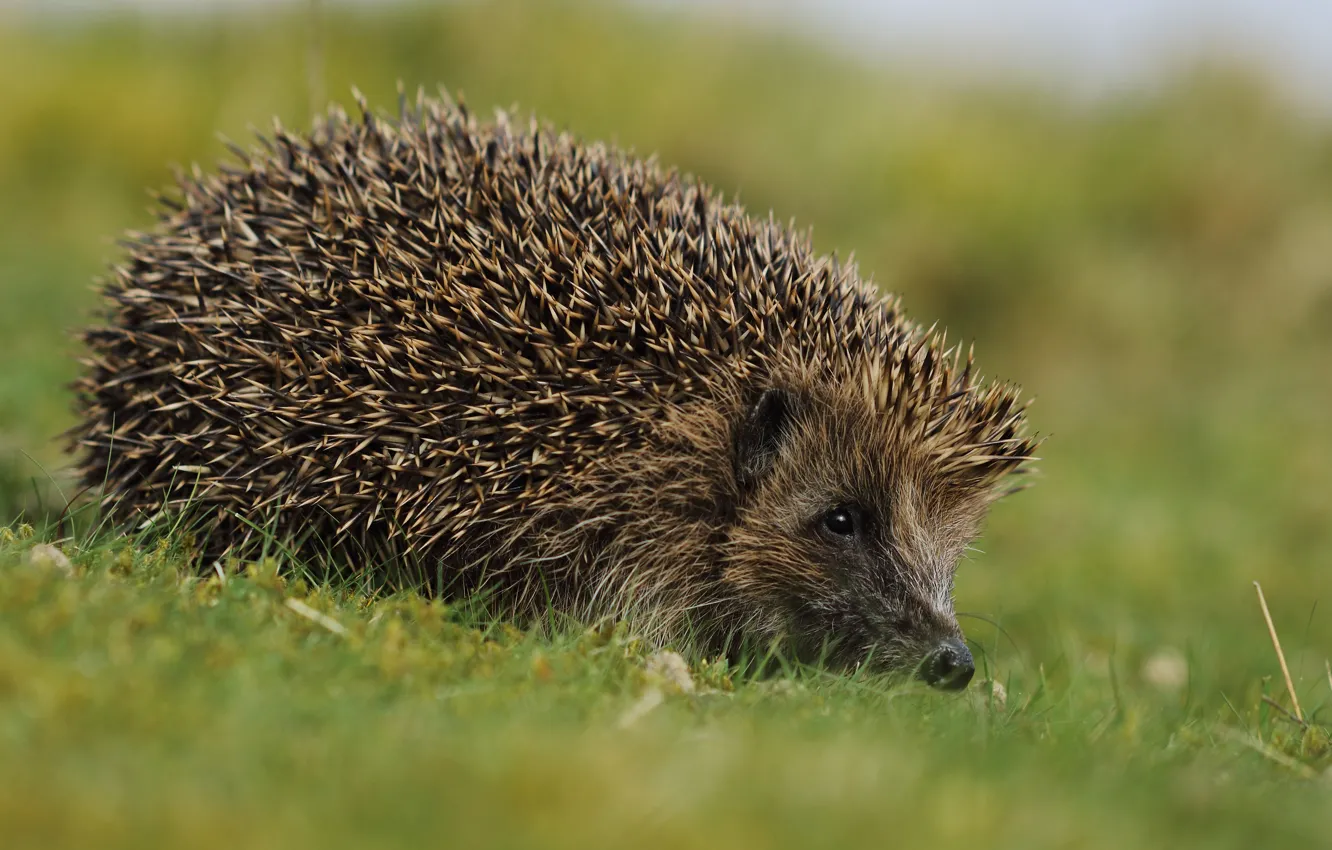 Photo wallpaper grass, nature, background, hedgehog, hedgehog, hedgehog