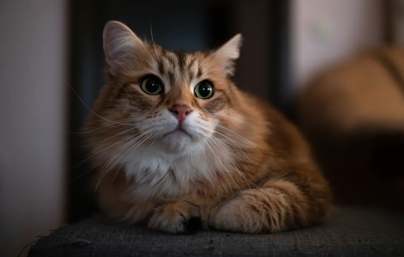 Photo wallpaper cat, muzzle, red