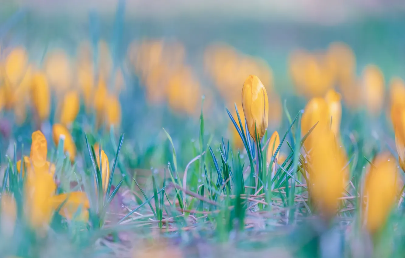 Photo wallpaper yellow, glade, crocuses, buds, a lot