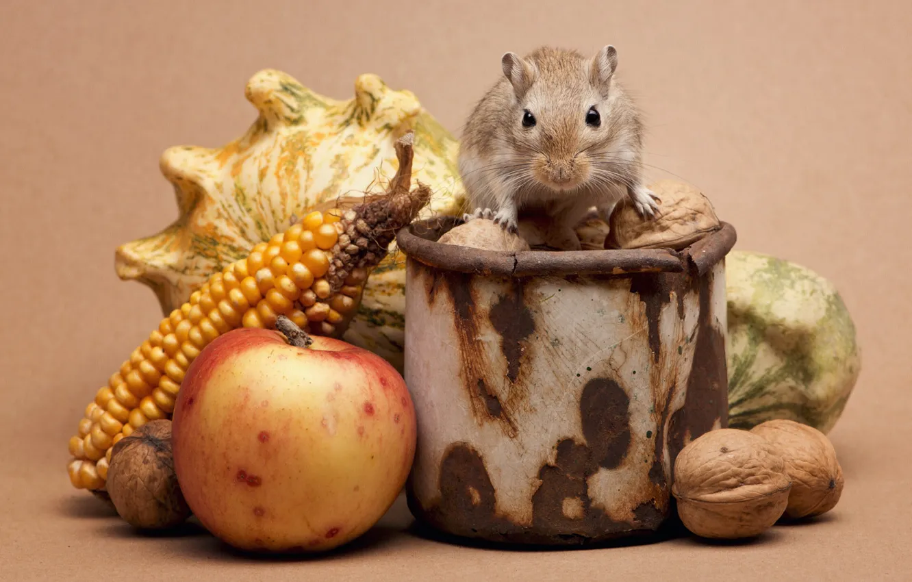 Photo wallpaper pose, mouse, mouse, muzzle, still life, rat