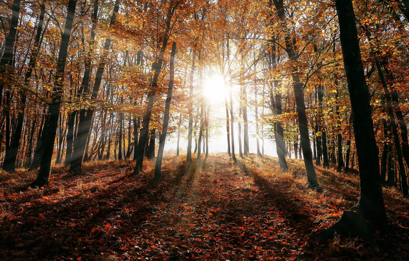 Photo wallpaper autumn, forest, the sun, rays, light, trees, branches, nature